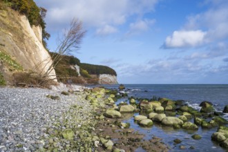 Chalk coast, cliffs, stones on the shore, dead tree, Jasmund National Park, Sassnitz, Rügen,