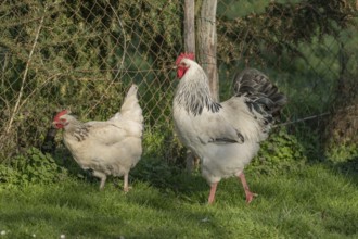 Three chicks are running in a green field. A white and a black rooster move in front of the others.