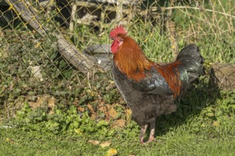 Cock is standing in the field. The morning sun gives its plumage a wonderful light. He observes his