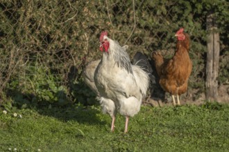 Roosters and Chickens Roam in Field on Farm The ground is green and covered with grass. It is a