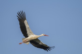 The white stork (ciconia ciconia) flies across the blue sky. Its body is white with black wings. It