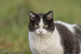 Black and white cat stands in a green field in soft early morning light. Alsace, France