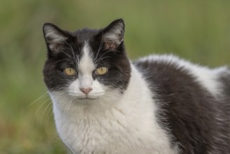 Black and white cat stands in a green field in soft early morning light. Lower Rhine, Alsace,
