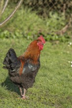 Cock is standing in the field. The morning sun gives its plumage a wonderful light. He observes his