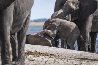 Baby elephant (Loxodonta africana) crawling onto another young elephant surrounded by the elephant
