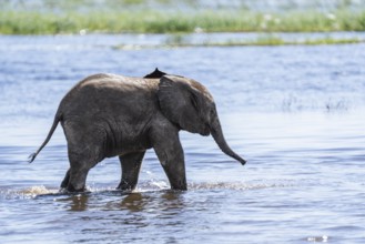 Baby elephant (Loxodonta africana) wading through shallow water of the Chobe River. Chobe National