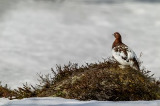 Standing on a hill in the tundra, the grouse (Lagopus lagopus) male watches over his territory,
