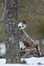 A grouse (Lagopus lagopus) male in mating season, winter, snow, cold, mating season, Sweden