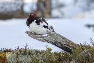 Male moorhen (Lagopus lagopus) like to sit on exposed perches, winter, snow, cold, mating season,