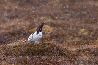 A grouse (Lagopus lagopus) male stands on a hill in the tundra in the snowfall, snowfall,