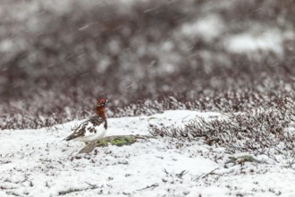A sudden onset of winter in May does not disturb the male willow ptarmigan (Lagopus lagopus),