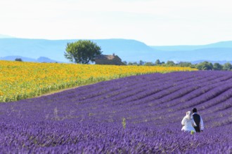 Bride and groom in lavender field, Alpes-de-Haute-Provence, Provence, France