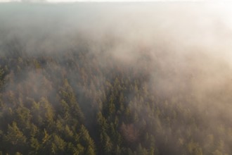 Aerial view of wooded area with fog moving across trees, soft and calm atmosphere, Gechingen, Calw