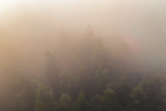 Detailed view of trees in fog creating a gentle and atmospheric natural image, Gechingen, Calw