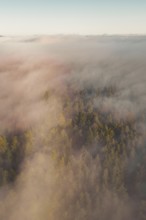 Thick fog in the forest at sunrise, dipping the trees in a peaceful atmosphere, Gechingen, Calw