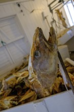 Stockfish Museum, Lofoten Tørrfiskmuseum i Å, Lofoten, Nordland, Norway