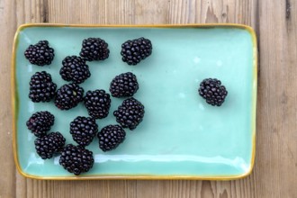 Blackberries, fruit, berries, in the garden, food, Upper Bavaria, Bavaria, Germany