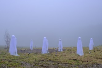 Geister im fog, Halloween, Haunted, Mystical, Samerberg, Upper Bavaria, Bavaria, Germany