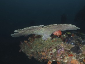 A single fish seeks shelter under a large table coral (Acropora natalensis) in the sea. Dive site