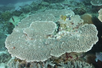 Extensive Hyacinth Acropora, table coral (Acropora hyacinthus) with a diverse structure. Dive site