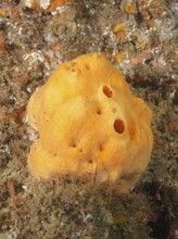 An orange-coloured sponge with an irregular surface, Variable boring sponge (Cliona celata) . Dive
