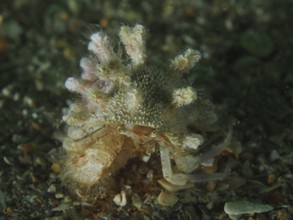 Henderson's hermit crab (Anapagurus hendersoni) with natural camouflage in a calm environment. Dive