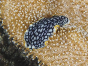 Fascinating swirl worm, brilliant swirl worm (Pseudoceros scintillatus) with black and white