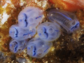 Bluish, transparent Steenbras sea squirts (Clavelina steenbrasensis) stick between corals under