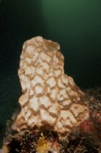 Beige sea sponge, vase sponge (Haplosclerida), on a sea floor covered with algae. Dive site Aliwal