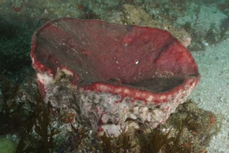 A red sea sponge, vase sponge (Haplosclerida) grows on the seabed under water. Dive site Aliwal
