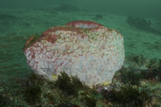Barrel sponge, vase sponge (Haplosclerida) protrudes from the seabed in the green water. Dive site