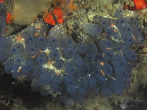 Translucent marine organisms with blue colouration, Steenbras Blue Sea Squirt (Clavelina
