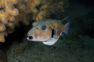 Seagrass pufferfish (Arothron immaculatus) swimming near corals in dark water. Dive site Aliwal