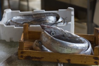 Fresh eels (Anguilla, Anguillidae), Rialto fish market in the San Polo district, Venice, Veneto,