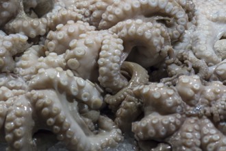 Fresh octopus (pulpo) on ice, fish market, Rialto market in the San Polo district, Venice, Veneto,