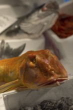 Fresh sea cat (Chimaeriformes), Rialto fish market in the San Polo district, Venice, Veneto, Italy