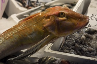 Fresh sea cat (Chimaeriformes), Rialto fish market in the San Polo district, Venice, Veneto, Italy