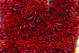Fresh chilli peppers (Capsicum) at the market, Venice, Italy