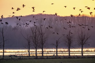Bislicher Insel, in winter, floods in the floodplains due to Rhine flooding, nature reserve on the