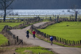 Bislicher Insel, in winter, floods in the floodplains due to Rhine flooding, nature reserve on the