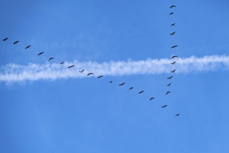 Migratory birds, cranes, grus grus, on their way from winter quarters in southern Europe or North