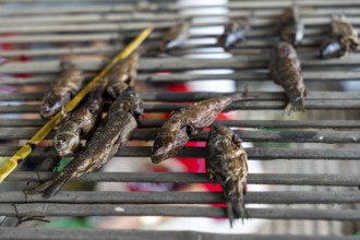 Mising tribal people preparing traditional food during Ali-Aye-Ligang festival in Guwahati, Assam,