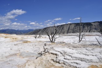 Dead trees on white geological deposits under blue sky, Yellowstone National Park, Wyoming, USA