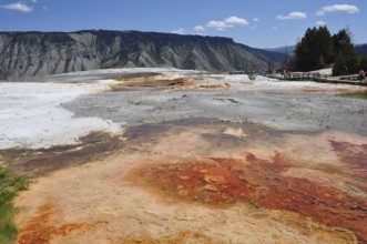 Hot springs with orange minerals and mountains in the background, Yellowstone National Park,
