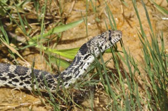 Bull snake (Pituophis catenifer sayi) with characteristic pattern and natural camouflage in tall
