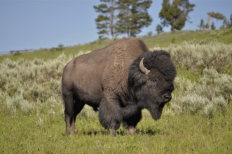 American Bison (Bos bison) standing in a green meadow in a natural setting, Yellowstone National