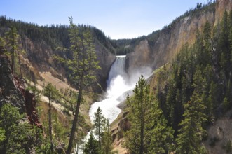 Impressive waterfall falling down steep cliffs in a wooded valley, Grand Canyon of the Yellowstone,