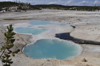 Geothermal springs with turquoise water in a vast, barren landscape with trees in the background,