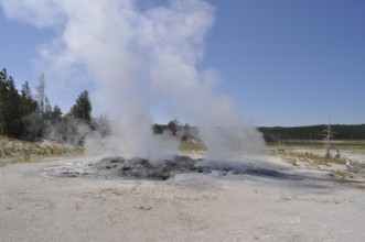 Geyser expels steam into the air and shows geothermal activity in natural environments, Yellowstone