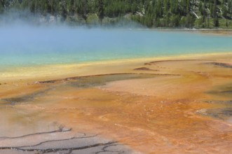 Colourful hot spring with orange and yellow banks and surrounding trees, Grand Prismatic Spring,